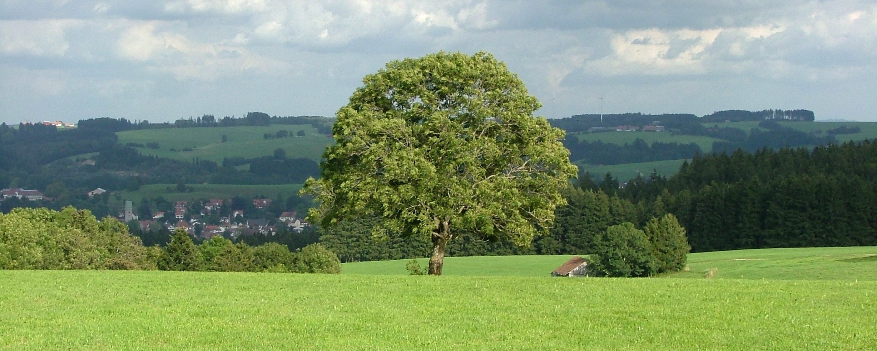 Esche, Baum