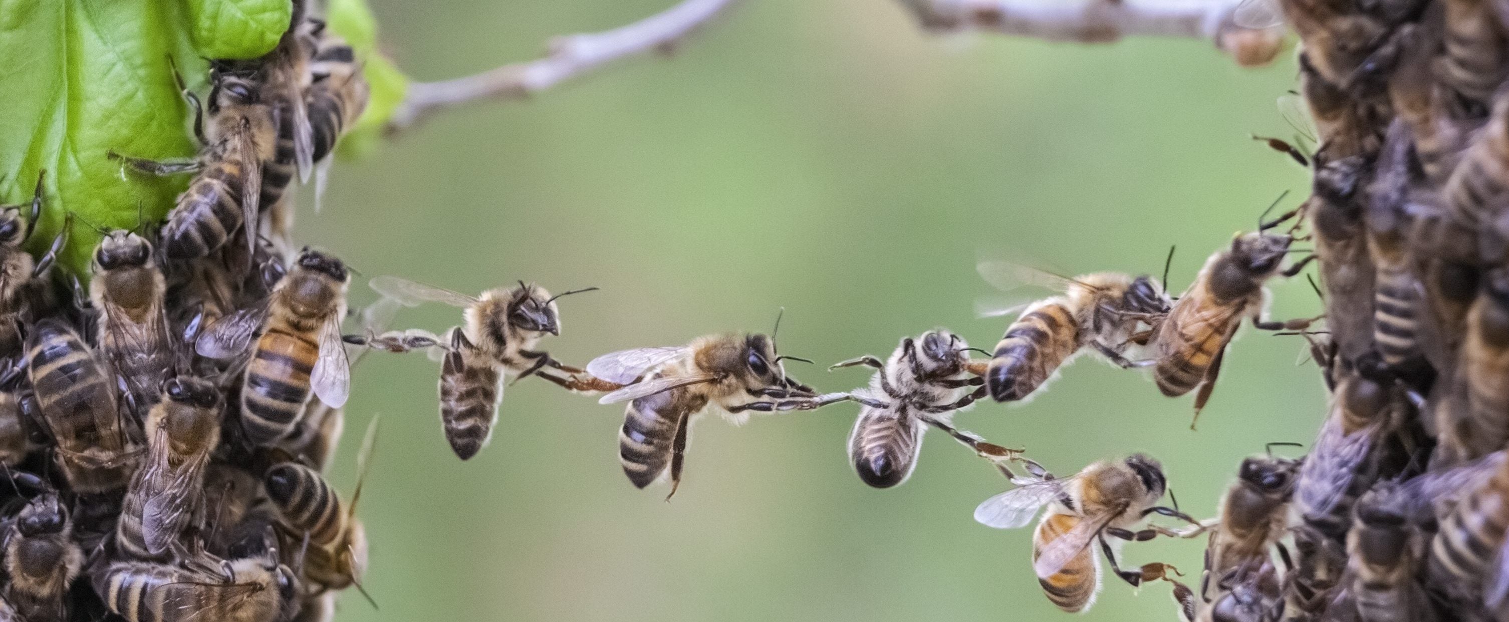 Bienen im Bienenstock