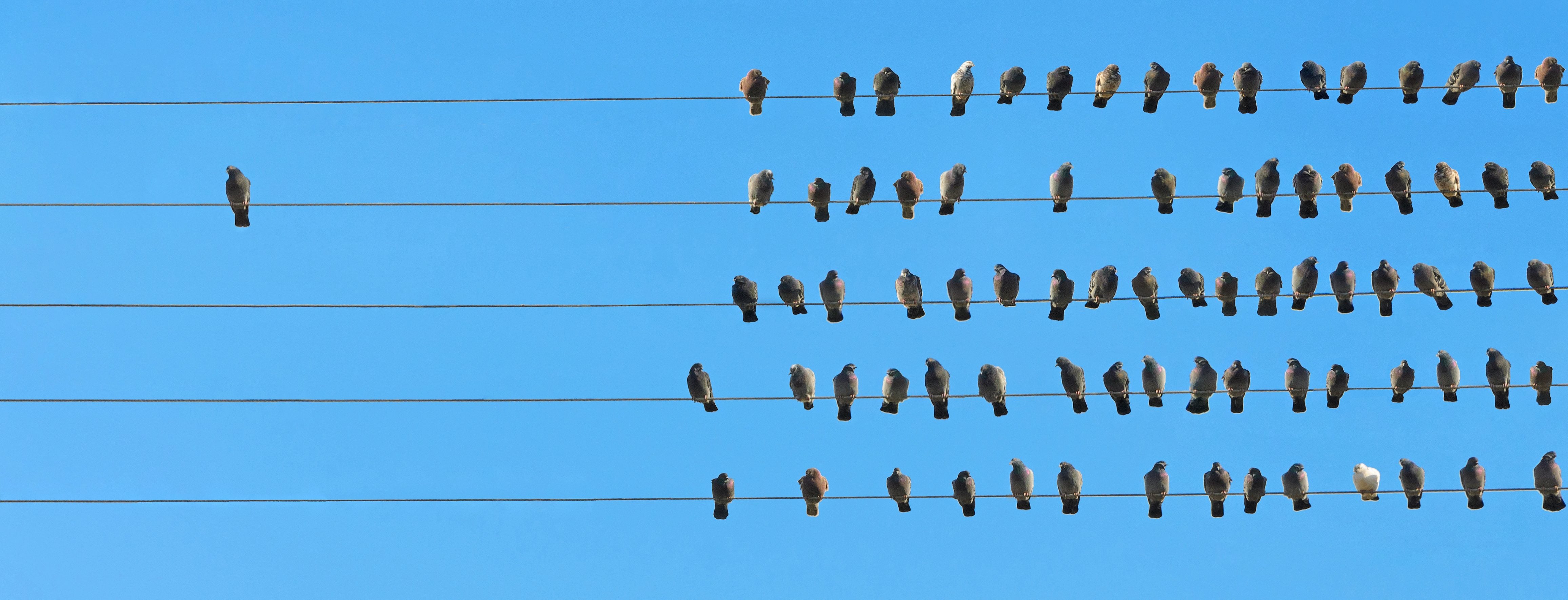 Vögel auf der Stange