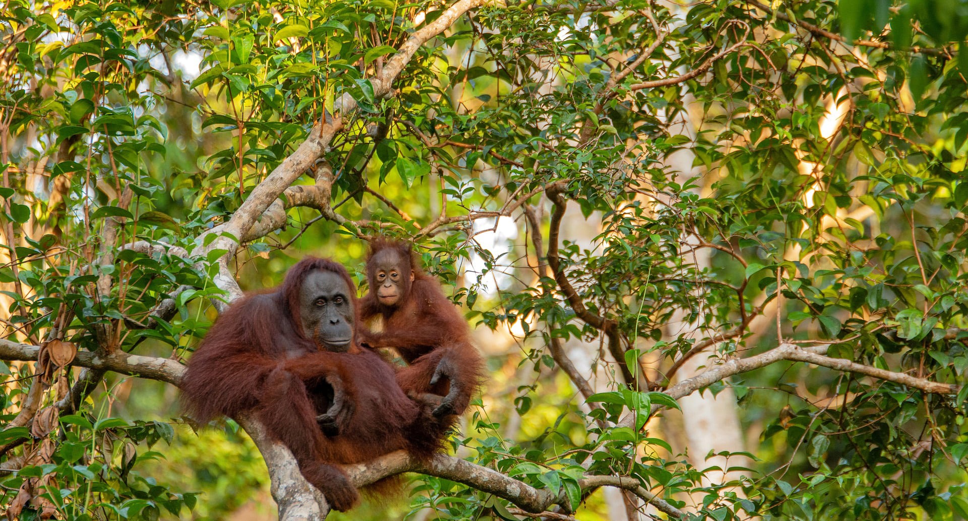 Orang-Utan