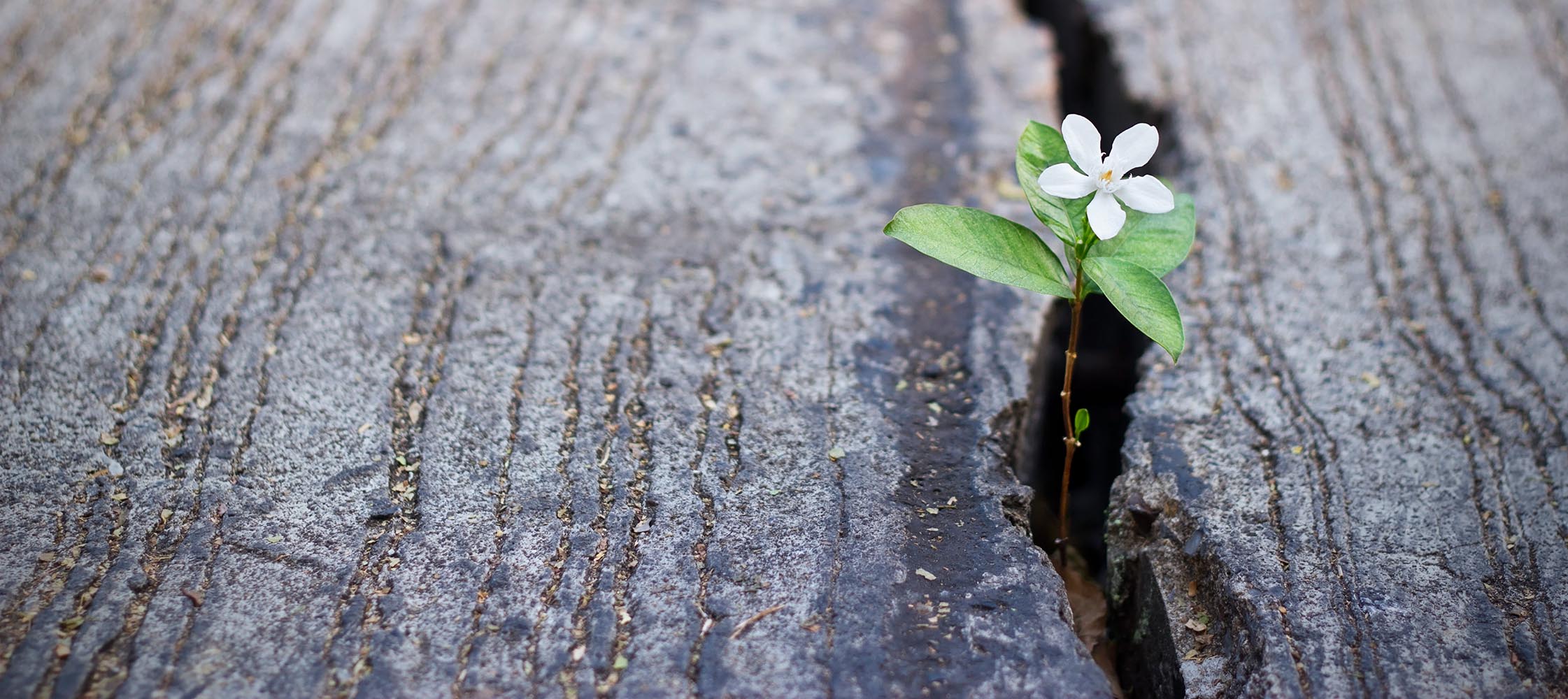 Wachsende Pflanze, Foto: iStock